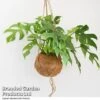 Monstera Minima In Kokodama Hanging Pot -Outlet Hompson-morgan Store MONS KOKODAMA T43828