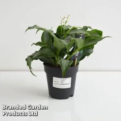 Murdannia Loriformis 'Bright Star' -Outlet Hompson-morgan Store MURD BRIGH12CM T44583