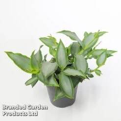 Murdannia Loriformis 'Bright Star' -Outlet Hompson-morgan Store MURD BRIGH12CM WKF1173