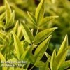 Nandina Domestica 'Brightlight' -Outlet Hompson-morgan Store NAND BRIGHTLIG L30385