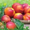 Nectarine 'Fantasia' -Outlet Hompson-morgan Store NECT CWW3225 B