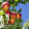 Nectarine 'Lord Napier' -Outlet Hompson-morgan Store NECT LORDNAPIE L22757