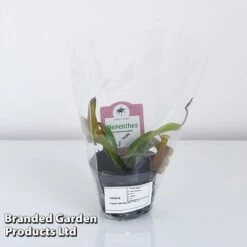 Nepenthes Alata 16 Nepenthes Alata -Outlet Hompson-morgan Store NEPE ALATA9CM T44355