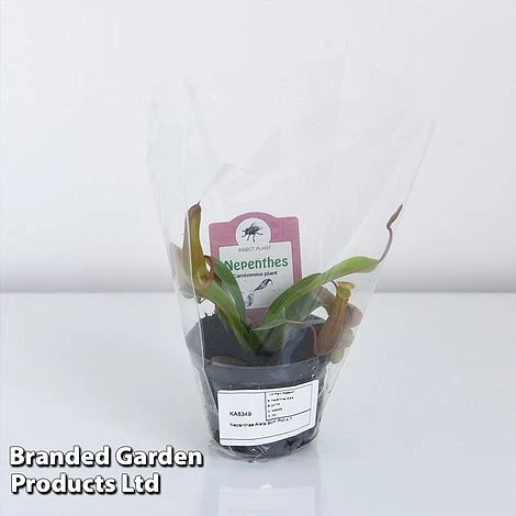 Nepenthes Alata 9 Nepenthes Alata - Image 7