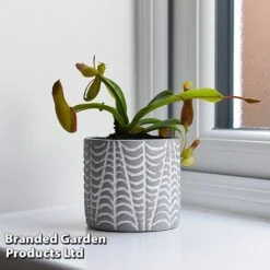 Nepenthes Alata 12 Nepenthes Alata -Outlet Hompson-morgan Store NEPE ALATA T44360