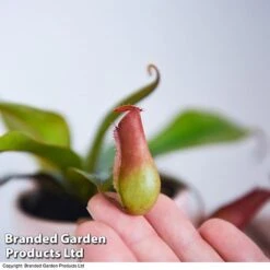 Nepenthes Hybrider 'Blood Red' -Outlet Hompson-morgan Store NEPE BLOODRED T38967