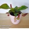 Nepenthes Hybrider 'Blood Red' -Outlet Hompson-morgan Store NEPE BLOODRED T38968