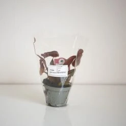 Nepenthes Sanguinea Hybrid -Outlet Hompson-morgan Store NEPE SANGUI9CM T38951