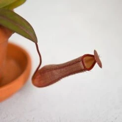 Nepenthes Sanguinea Hybrid -Outlet Hompson-morgan Store NEPE SANGUINEA T38954