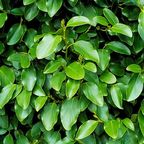 Griselinia Littoralis (Hedging) 4 Griselinia Littoralis (Hedging) - Image 2