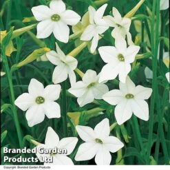 Nicotiana Alata 9 Nicotiana Alata -Outlet Hompson-morgan Store NICO AFFINIS U63062