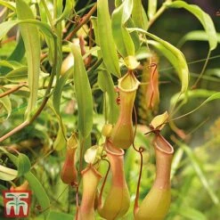 Nepenthes Alata 15 Nepenthes Alata -Outlet Hompson-morgan Store Nepe31
