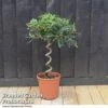 Olive Tree With Spiral Stem -Outlet Hompson-morgan Store OLEA EUROSPIRA T37469