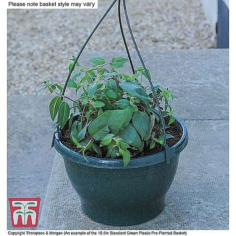 Fruit Salad Pre-Planted Basket 4 Fruit Salad Pre-Planted Basket - Image 2