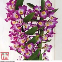 Orchid 'Star Class Lilac' - Gift -Outlet Hompson-morgan Store ORCH TG60187 B1