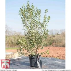 Osmanthus X Burkwoodii -Outlet Hompson-morgan Store OSMA T58216 F