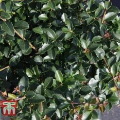 Osmanthus Delavayi -Outlet Hompson-morgan Store OSMA T63584 D