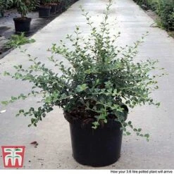 Osmanthus Delavayi -Outlet Hompson-morgan Store OSMA T63584 F1