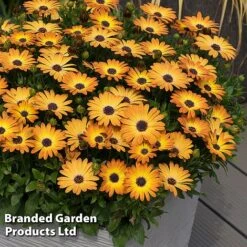 Osteospermum 'Dazzling Duo' 6 Osteospermum 'Dazzling Duo' -Outlet Hompson-morgan Store OSTE SERENSUNS S26078