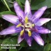 Passiflora (Passion Flower) 'Lavender Lady' -Outlet Hompson-morgan Store PASS LAVENLADY S13519
