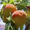 Peach 'Rochester' -Outlet Hompson-morgan Store PEAC TKA2111 B