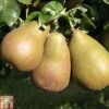 Pear 'Beurré Hardy' -Outlet Hompson-morgan Store PEAR TKA1789 A