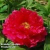 Tree Peony 'Xu Gang' -Outlet Hompson-morgan Store PEON XUGANG S41567