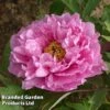 Tree Peony 'Yin Hong Qiao Dui' -Outlet Hompson-morgan Store PEON YINHONGQI S50997