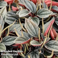 Peperomia Caperata 'Santorini' -Outlet Hompson-morgan Store PEPE SANTORINI W50481