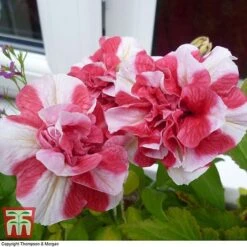 Petunia 'Frills & Spills&trade; Cherry Ripple' -Outlet Hompson-morgan Store PETU T16418 B