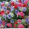 Petunia 'Frills & Spills'&trade; Mixed' Pre-Planted Basket -Outlet Hompson-morgan Store PETU TKA1199 A