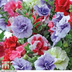 Petunia 'Frills & Spills'™ Mixed' Pre-Planted Basket 9 Petunia 'Frills & Spills'™ Mixed' Pre-Planted Basket -Outlet Hompson-morgan Store PETU TKA1199 B