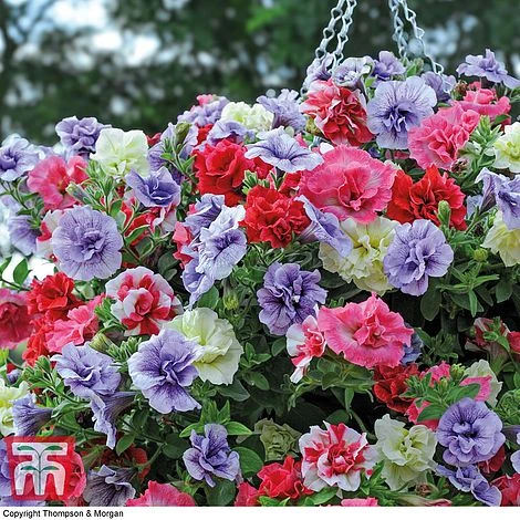Petunia 'Frills & Spills'™ Mixed' Pre-Planted Basket 4 Petunia 'Frills & Spills'™ Mixed' Pre-Planted Basket - Image 2