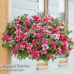 Petunia 'Frills & Spills&trade; Cherry Ripple'
