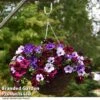 Petunia 'Sky Mix' Trio (with Night Sky) -Outlet Hompson-morgan Store PETU SKYMIXED T441561