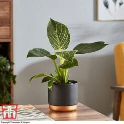 Philodendron 'White Measure' -Outlet Hompson-morgan Store PHIL 6951 A3