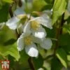 Philadelphus 'Dame Blanche' -Outlet Hompson-morgan Store PHIL T66368 A