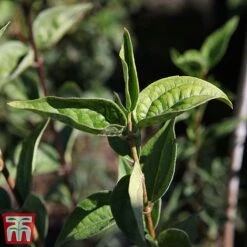 Philadelphus 'Dame Blanche' -Outlet Hompson-morgan Store PHIL T66368 B