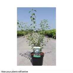 Philadelphus 'Frosty Morn' 5 Philadelphus 'Frosty Morn' -Outlet Hompson-morgan Store PHIL T66369 B h