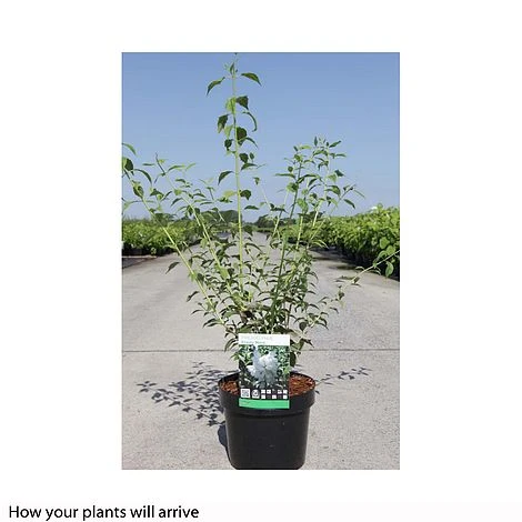 Philadelphus 'Frosty Morn' 4 Philadelphus 'Frosty Morn' - Image 2