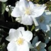 Philadelphus 'Natchez' 1 Philadelphus 'Natchez' -Outlet Hompson-morgan Store PHIL T66372 A h