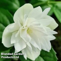 Philadelphus 'Pearls Of Perfume' -Outlet Hompson-morgan Store PHIL PEARLPERF H41546