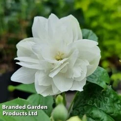 Philadelphus 'Pearls Of Perfume' -Outlet Hompson-morgan Store PHIL PEARLPERF H41547