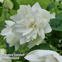 Philadelphus 'Pearls Of Perfume' -Outlet Hompson-morgan Store PHIL PEARLPERF H41548