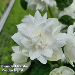 Philadelphus 'Pearls Of Perfume' -Outlet Hompson-morgan Store PHIL PEARLPERF H41549