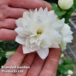 Philadelphus 'Pearls Of Perfume' -Outlet Hompson-morgan Store PHIL PEARLPERF H41551