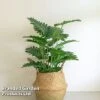 Philodendron 'Xanadu' -Outlet Hompson-morgan Store PHIL XANADU W48809