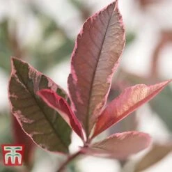 Photinia X Fraseri 'Pink Marble' -Outlet Hompson-morgan Store PHOT T57870 C