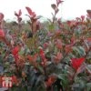 Photinia Fraseri 'Little Red Robin' (Standard) -Outlet Hompson-morgan Store PHOT WKA8639 B