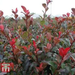 Photinia Fraseri 'Little Red Robin' (Standard)